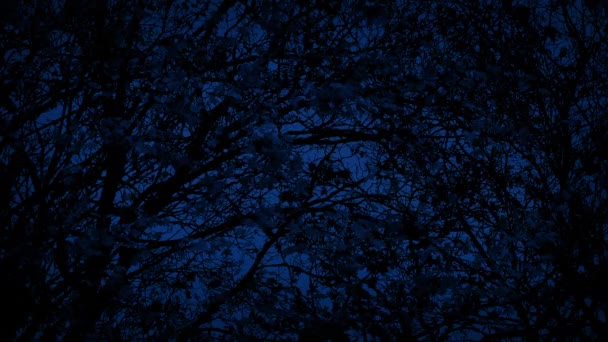 Плотное Дерево Навес Ночью — стоковое видео