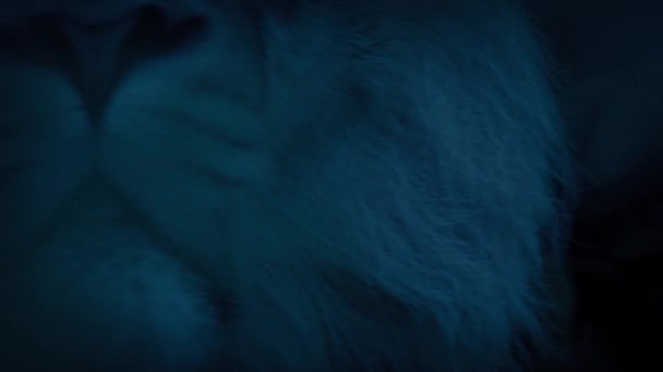 Lion Rugit Dans Jungle Dans Noir — Video