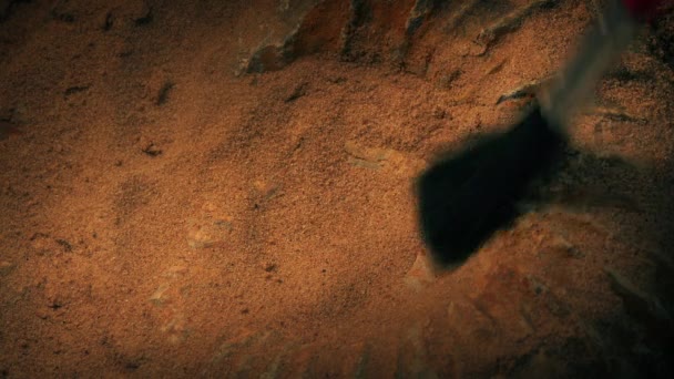 Criatura Marina Fósil Revelada Por Científico — Vídeos de Stock