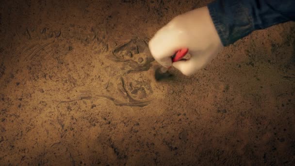 Prähistorisches Fischskelett Wird Ausgegraben — Stockvideo