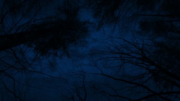 Moverse Bajo Los Árboles Del Bosque Tarde Noche — Vídeos de Stock