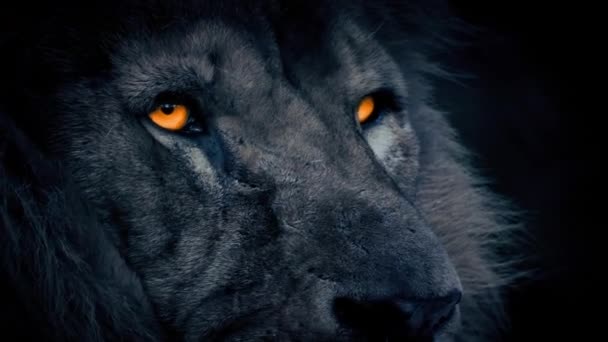 Alpha Lion Mira Alrededor Con Ojos Ardientes — Vídeos de Stock
