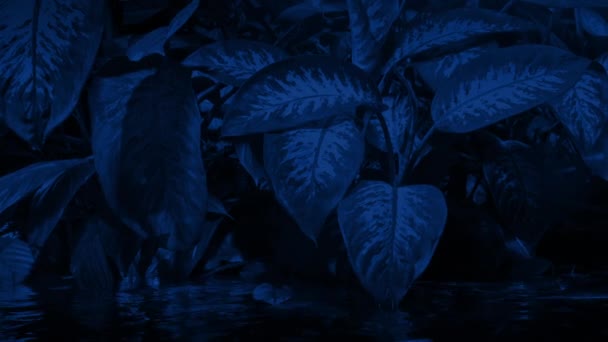 夜の熱帯雨林の水による植物 — ストック動画