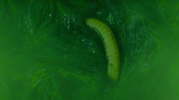 雾巢穴中的蛇生物滑行 — 图库视频影像