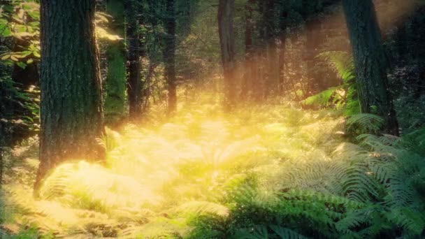 Солнечный Свет Освещает Сцену Древней Сказки Лесном Массиве — стоковое видео