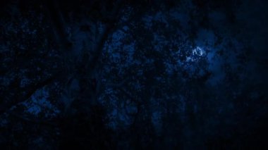 Gökyüzünde yıldırım düşerken ağaçta daireler çiziyor