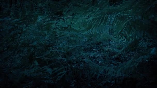暗闇で探検する動物のPov森の床 — ストック動画