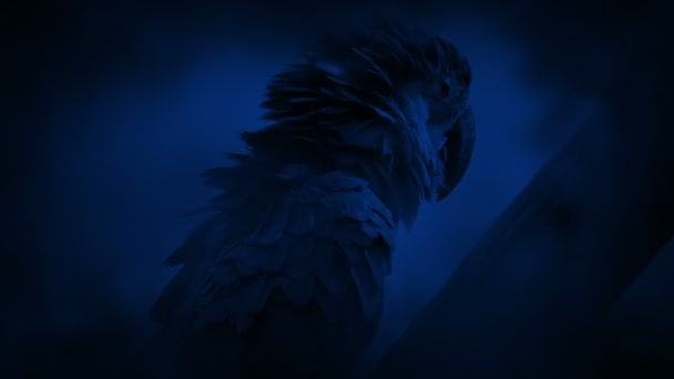 Papagei Flauscht Nachts Seinen Federn — Stockvideo