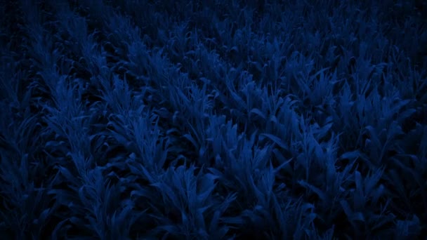 Nachts Langsam Über Maisfeld Fliegen — Stockvideo