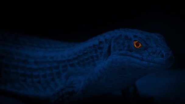 Karanlıkta Parlayan Gözlü Kertenkele — Stok video