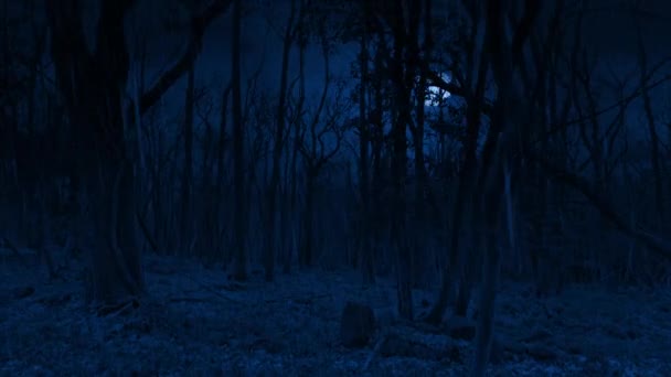 月光下在林地上的雨 — 图库视频影像