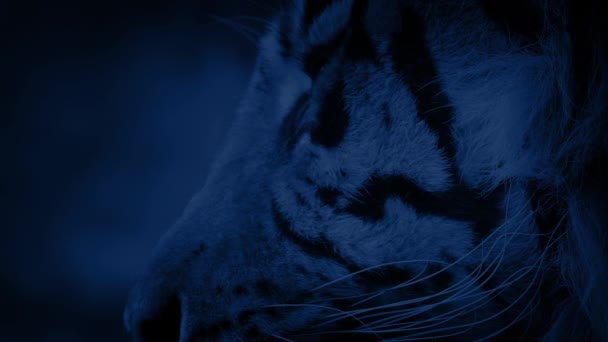 Tygrys Świecącymi Oczami Porusza Się Nocy — Wideo stockowe