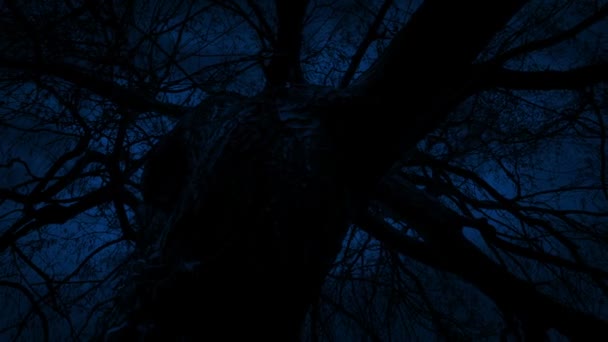 Зажжение Большого Старого Дерева Ночам — стоковое видео