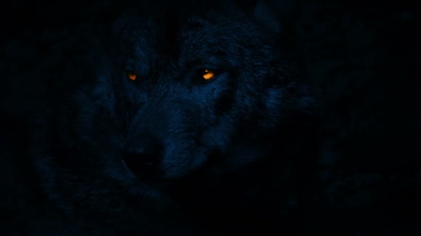 Wolf Knurrt Nachts Mit Orangefarbenen Augen — Stockvideo
