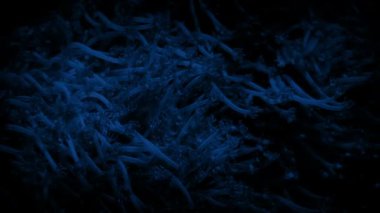 Geceleri sayısız küçük pençeli mercan.