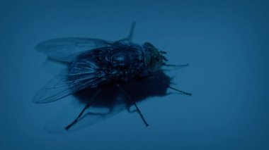 Karaya çıkar ve karanlıkta uçar.