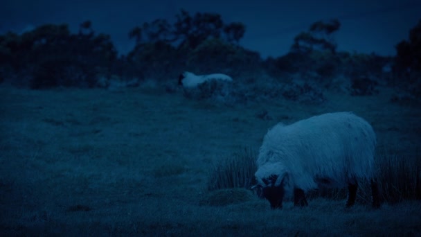 Schafe Grasen Auf Robustem Windigem Hügel — Stockvideo