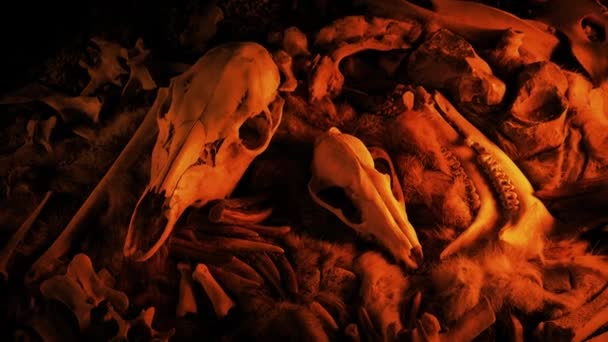 Törzsi Gyűjtemény Csontokból Koponyákból Tűzfényben — Stock videók