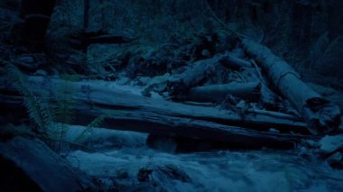 Akşamları Odunlu Orman Nehri