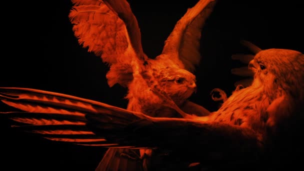 Пожежні Вогні Вгору Боротьба Птахів Дисплей — стокове відео