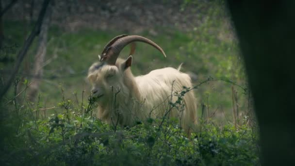 Goat Long Horns Grazes Bushes — Stock Video