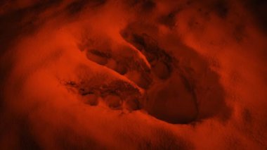 Uzaylı Gezegeninde Büyük Yaratık Ayak İzi