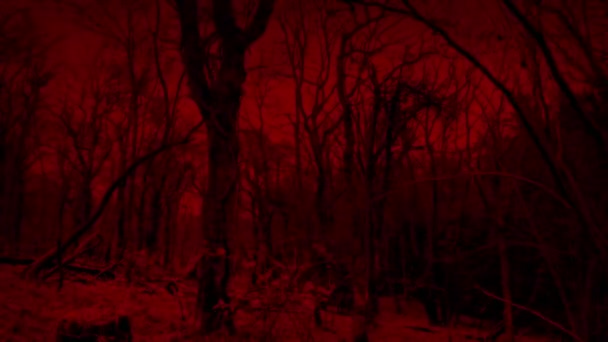 Pov Walking Scary Red Woods — стоковое видео