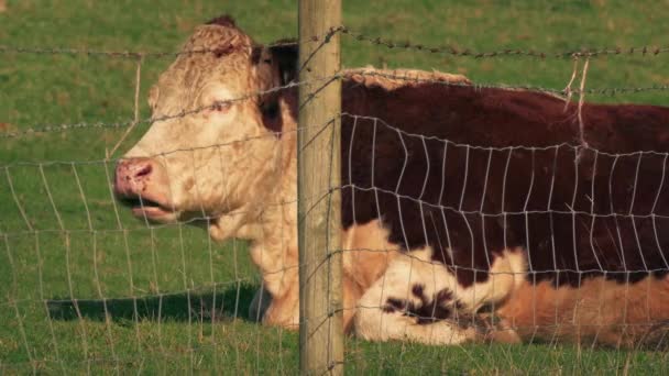 Αγελάδα Που Αναπαύεται Πίσω Από Τον Φράχτη Στο Ηλιοβασίλεμα — Αρχείο Βίντεο