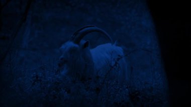 Gece Ormanda Keçi Otları