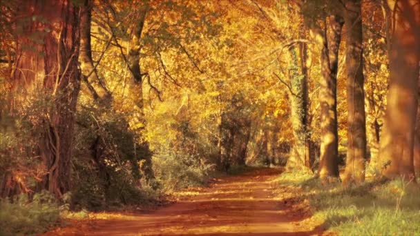Leafy Rural Road Giorno Autunno Soleggiato — Video Stock