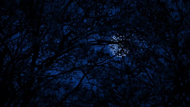 Relâmpago Pisca Atrás Dossel Árvore Densa Noite — Vídeo de Stock
