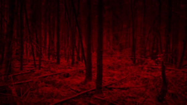 Caminando Por Aterrador Bosque Rojo Pov — Vídeo de stock