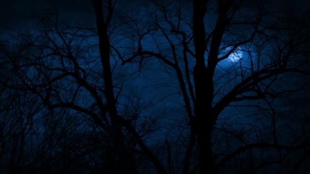 Hold Csupasz Fák Mögött Szélben Késő Éjjel — Stock videók