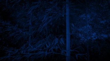 Bambu Breeze geceleri