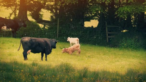 Calves Cow Summer Field — стокове відео