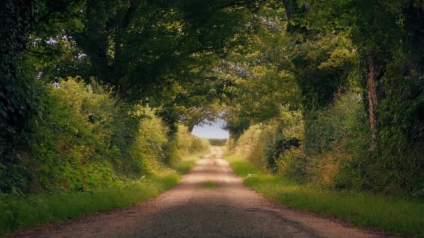 Листяна Дорога Влітку Сільській Місцевості — стокове відео