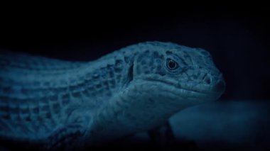 Karanlık Mağara 'daki Mağara Kertenkelesi Kapanışı