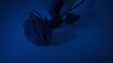 Rose gece mezarlığa yerleştirilir.