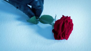 Kırmızı gül yere konur.