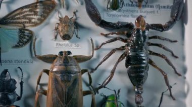 Scorpion Böcekte Görüntüleme Kapanışı