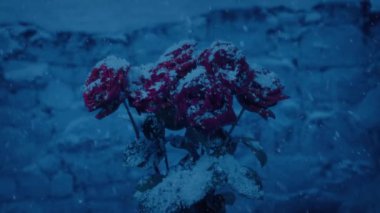 Alacakaranlıkta Güller Peri Masalı Sahnesi