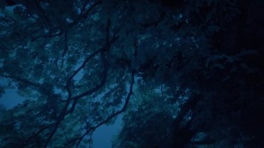 Akşamları büyük bir ağacın altında hareket ediyor.