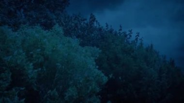 Fırtınalar Akşamları Ağaçları Sarsıyor