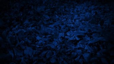 Orman zemininde ilerlerken Gece Yapraklarla kaplı