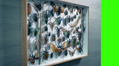 Müzedeki Duvar ya da Böcekli Ev Yeşil Ekran Görüntüsü