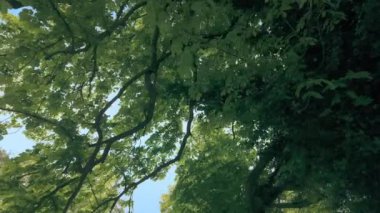 Yaz gününde Ağacın Altında Yürümek