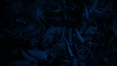 Ormanda bulunan binanın üzerindeki yüz.