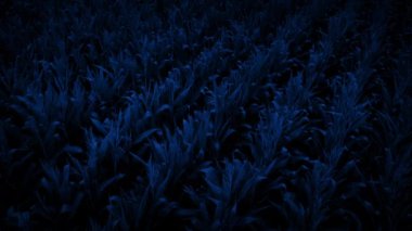 Karanlıkta mısır tarlasında yavaşça uçuyor.