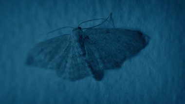 Güve Duvara konar ve Karanlık Oda 'ya uçar