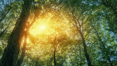 Ağaç gölgesinde parlayan güneş